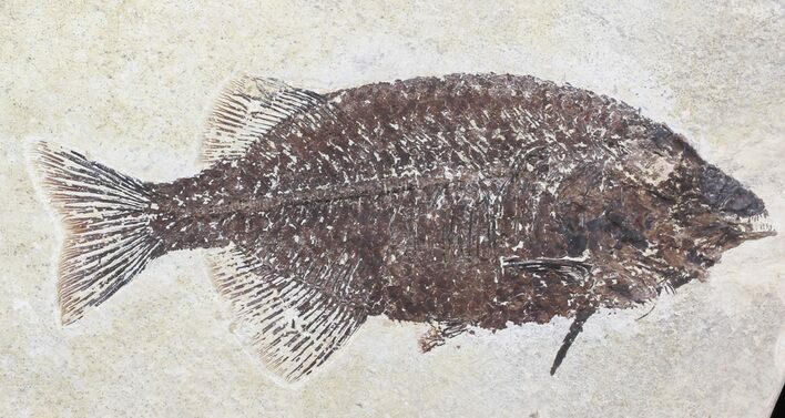 Uncommon Phareodus Fish Fossil - Wyoming #31832